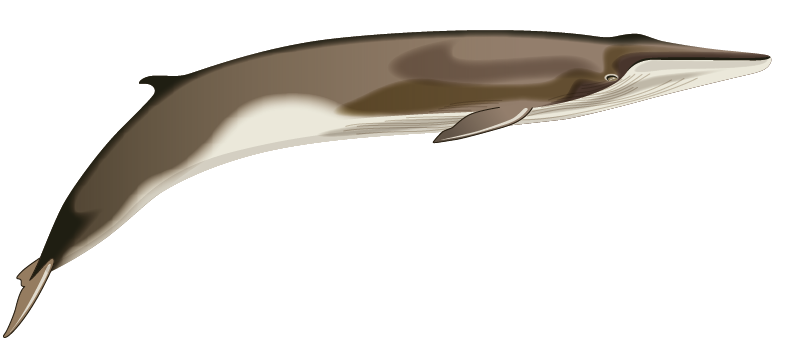 Balenottera comune disegno