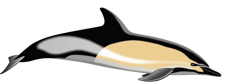 Delfino disegno