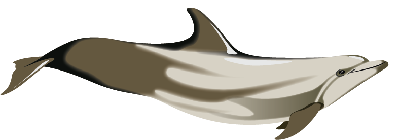 Tursiope disegno