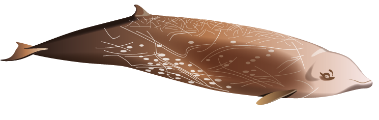 Zifio disegno